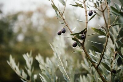 Ostuni: Olive Oil Tasting Tour - Arriving at Masseria Valente: timing and what you’ll feel when you step in