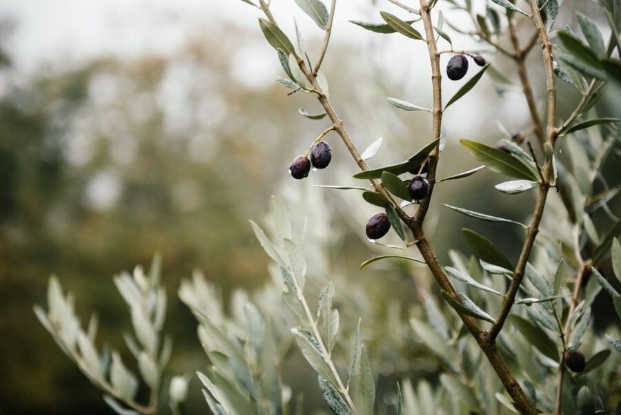 Ostuni: Olive Oil Tasting Tour - Arriving at Masseria Valente: timing and what you’ll feel when you step in