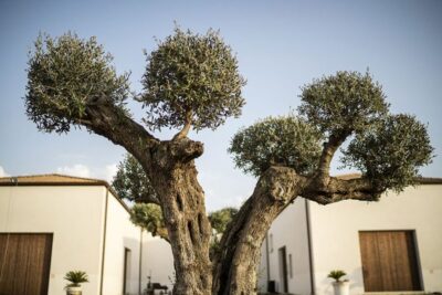 Partinico: Historic Sicilian Vineyard & Wine Tasting Tour - The Vineyard, Olive, and Citrus Walk That Sets the Tone