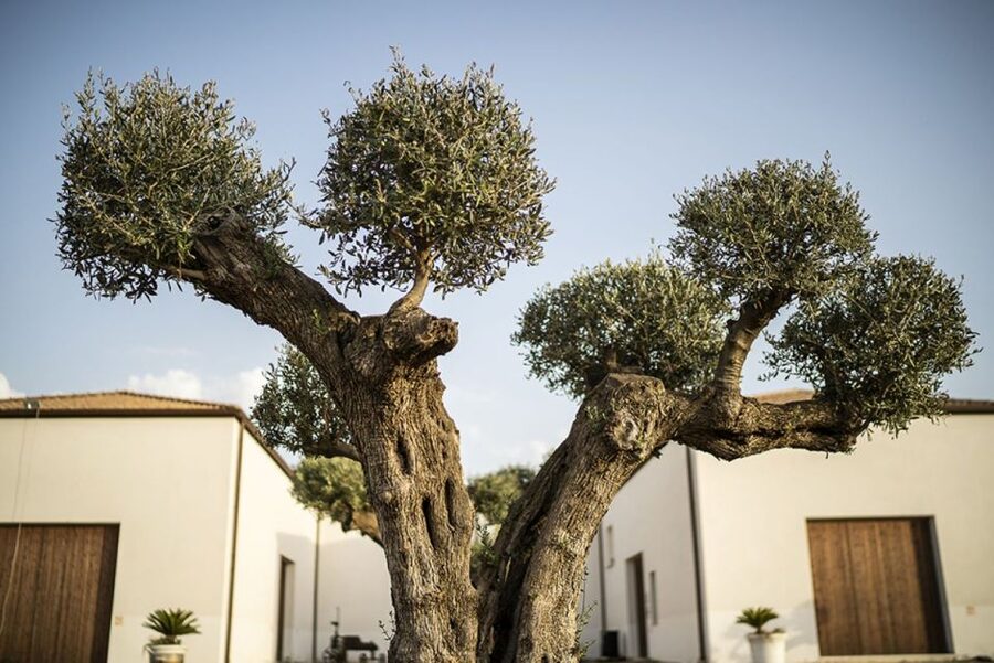 Partinico: Historic Sicilian Vineyard & Wine Tasting Tour - The Vineyard, Olive, and Citrus Walk That Sets the Tone