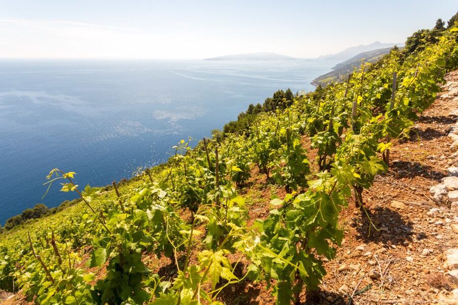 Pelješac Full-Day Wine and Food Tour from Dubrovnik - Key Highlights You’ll Remember