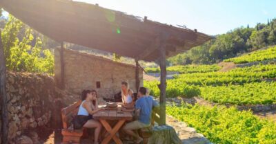 Pelješac Full-Day Wine and Food Tour from Dubrovnik - Ston’s Walls and Salt Works: A Quick Lesson That Doesn’t Feel Like One