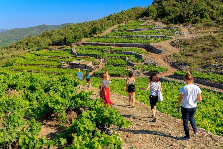 Pelješac Full-Day Wine and Food Tour from Dubrovnik - Should You Book This Pelješac Wine and Food Tour From Dubrovnik?