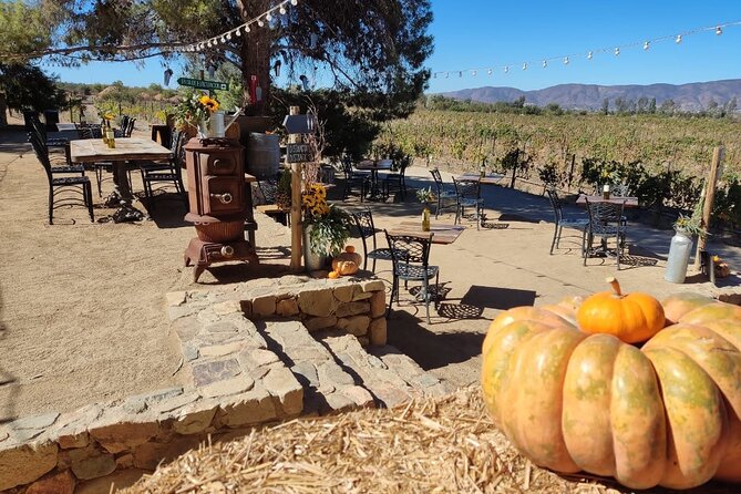 Premium Valle de Guadalupe Wine and Food Tour - Who Should Book This Tour (and Who Might Skip It)