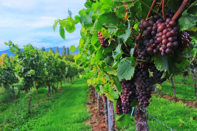 Private Half Day Wine Tasting tour: Road Of The Doges - Vehicle comfort and the private tour expectation