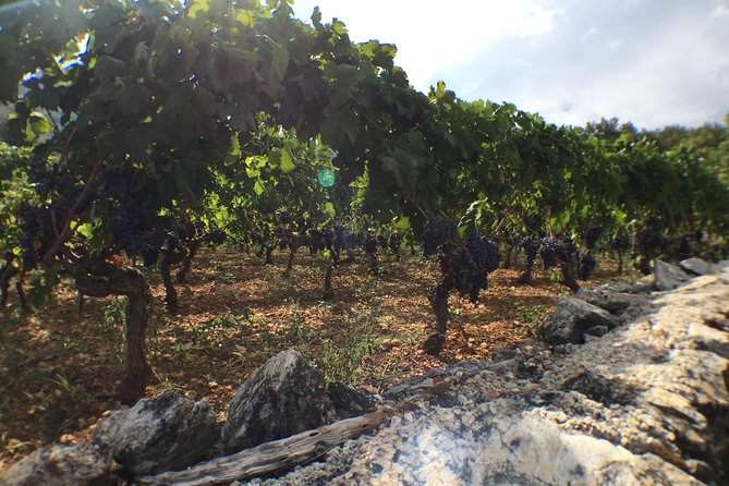 Private Hvar Wine Tasting Tour - Jelsa and Duboković Winery: Candlelit Tastings in a Family Setting