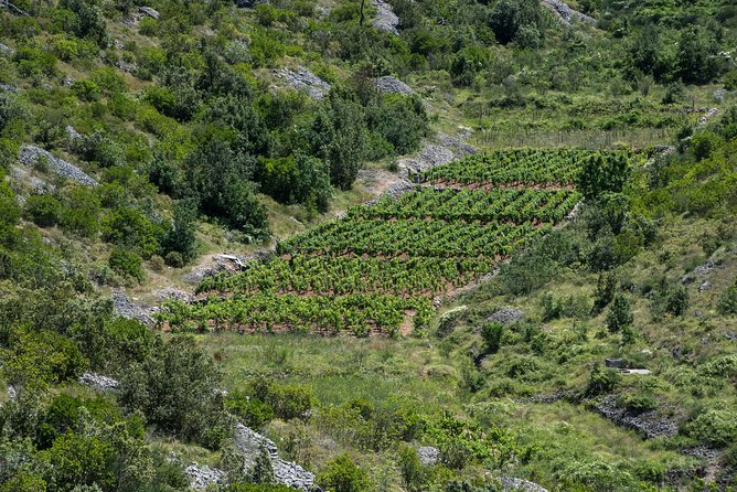 Private Hvar Wine Tasting Tour - What You Taste: Wine Samples Plus Olive Oil, Bread, Cheese, Chocolate