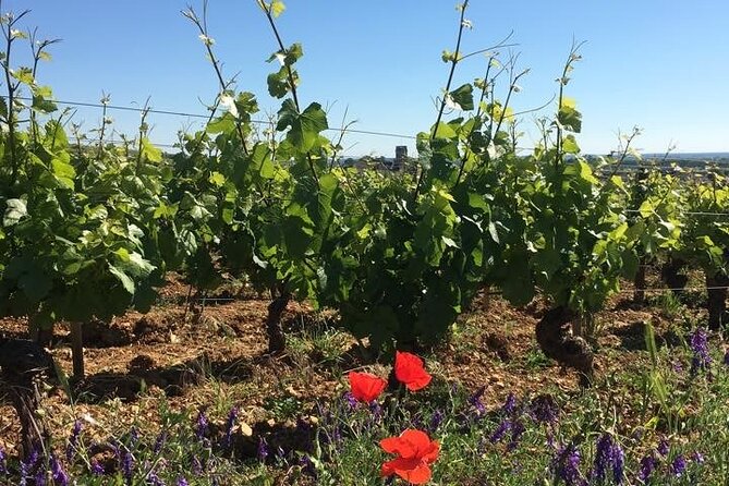 Private Wine Tasting Tour - Burgundy Uncorked!! - Key points to know before you go