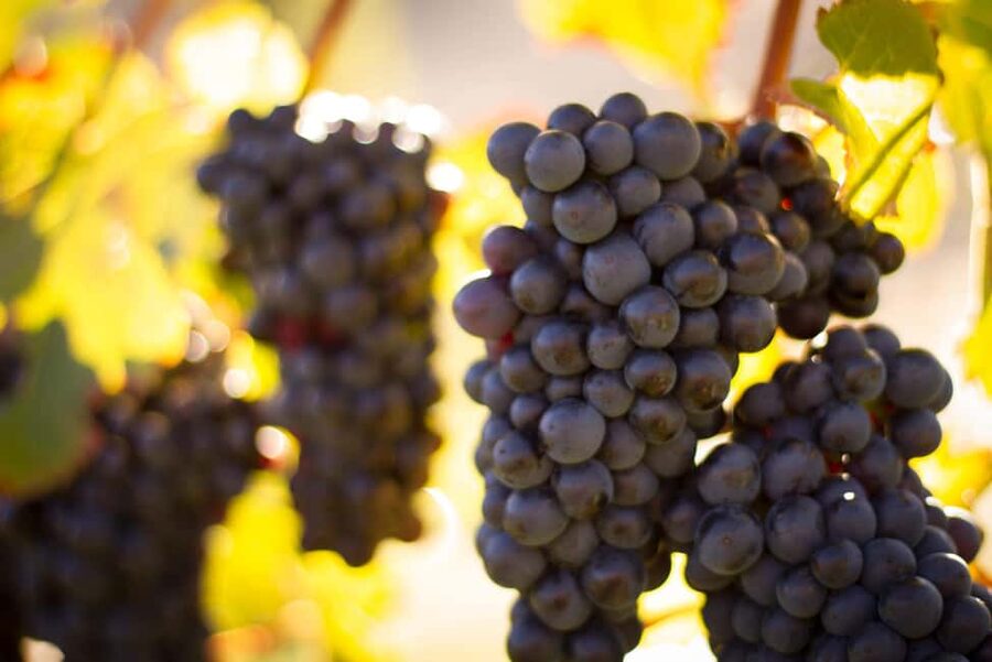 Queenstown: Wine & Food Tour, Scenic Tastings & Paired Lunch - Lunch With a Wine Match: Choosing Your Main at the Winery