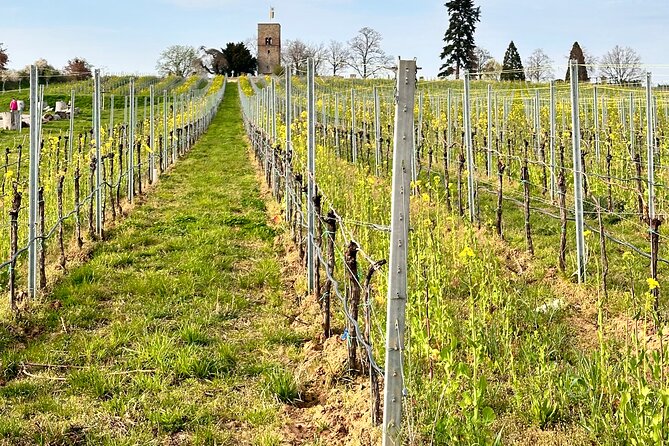 Rhine Valley Wine Tasting Tour from Frankfurt and Mainz - What about castles and extras?