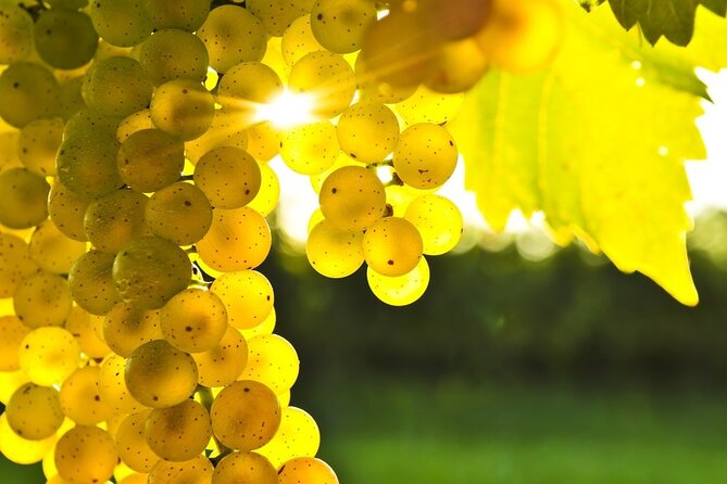 Rhodes Wine & Food Tour: 10 Meal Course Lunch, Wine Tasting, Cooking Class - Rhodes transfers and timing: a 4-hour plan that actually fits your day