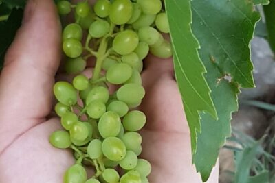 Rhodes Wine & Food Tour: 10 Meal Course Lunch, Wine Tasting, Cooking Class - Vineyard walk: seeing how grapes become wine in Rhodes