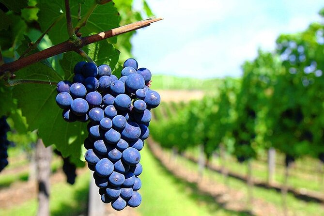 Rhodes Wine & Food Tour: 10 Meal Course Lunch, Wine Tasting, Cooking Class - Wine tasting with a certified sommelier: what you’ll notice in each pour