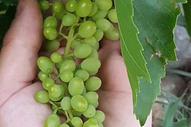 Rhodes Wine & Food Tour: 10 Meal Course Lunch, Wine Tasting, Cooking Class - Vineyard walk: seeing how grapes become wine in Rhodes