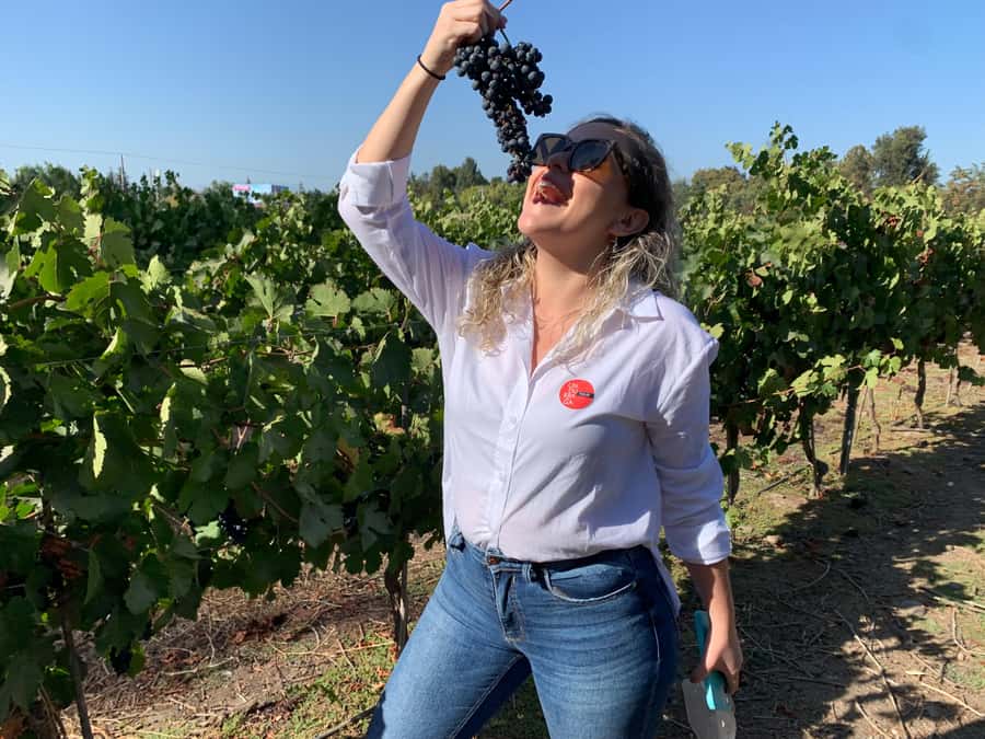 Santiago: Maipo Valley Wine Tasting Tour with 4 Vineyards - Key highlights you’ll feel right away