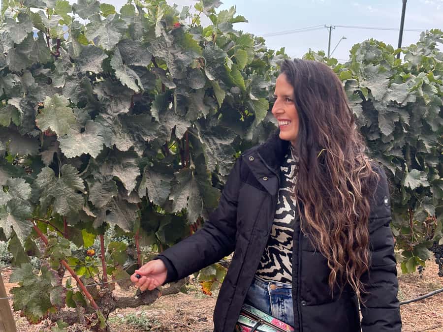 Santiago: Maipo Valley Wine Tasting Tour with 4 Vineyards - Santa Ema: premium wines in about an hour