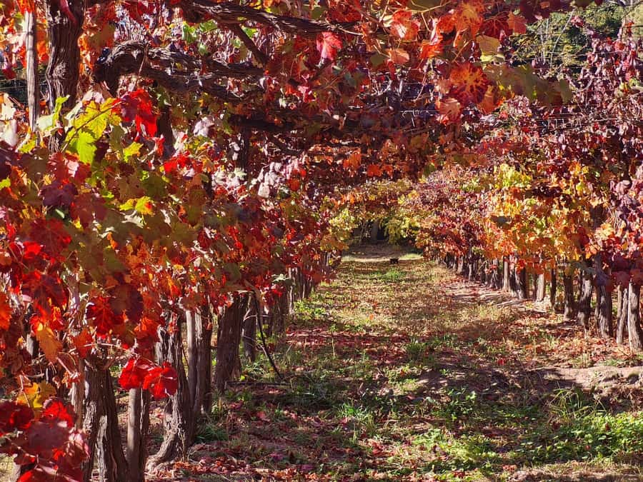 Santiago: Maipo Valley Wine Tasting Tour with 4 Vineyards - Guides, group energy, and language switching that actually helps