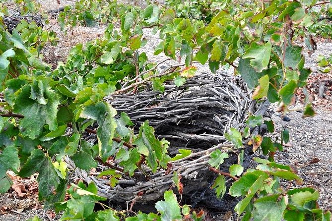 Santorini: 4hrs Small Group Wine Tasting Tour with Local Bites - Artemis Karamolegos Winery: award-winning wine in a beautiful setting