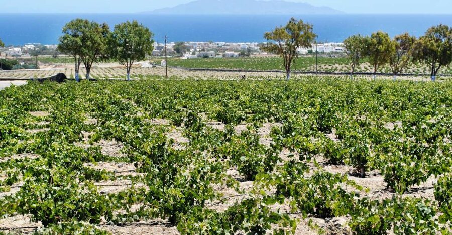 Santorini: Wine Tasting Tour & Sunset Viewing - Why This Santorini Wine Tasting Tour Feels Like the Right Kind of Tour