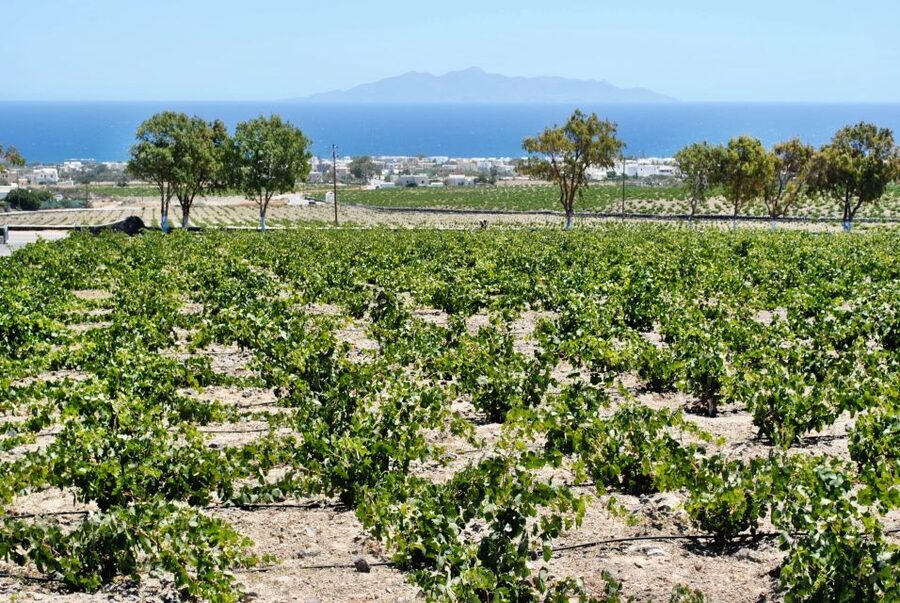 Santorini: Wine Tasting Tour & Sunset Viewing - What You Actually Taste: Assyrtiko, Nyceti, and the Sweet Magic of Vinsanto