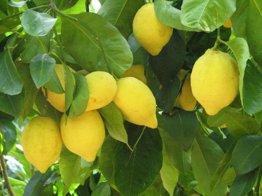 Sorrento: Lemon, Olive Oil and Wine Tasting Tour with Lunch - Key Things to Know Before You Go