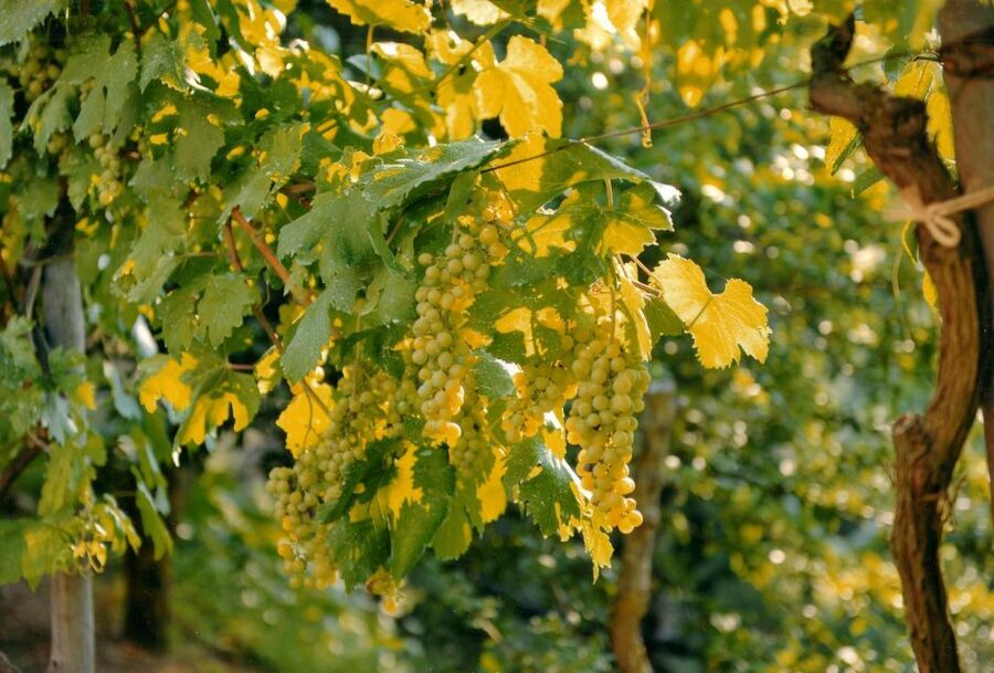 Sorrento: Lemon, Olive Oil and Wine Tasting Tour with Lunch - Walking the olive grove: where extra-virgin oil starts