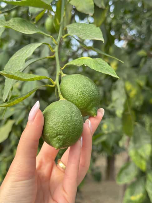 Sorrento: Lemon Picking & Tasting Tour - Key highlights I’d circle on your map