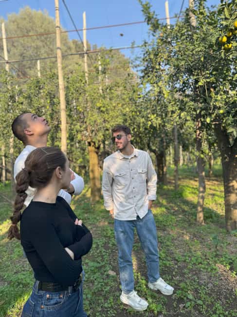 Sorrento: Lemon Picking & Tasting Tour - Who this lemon tour is perfect for