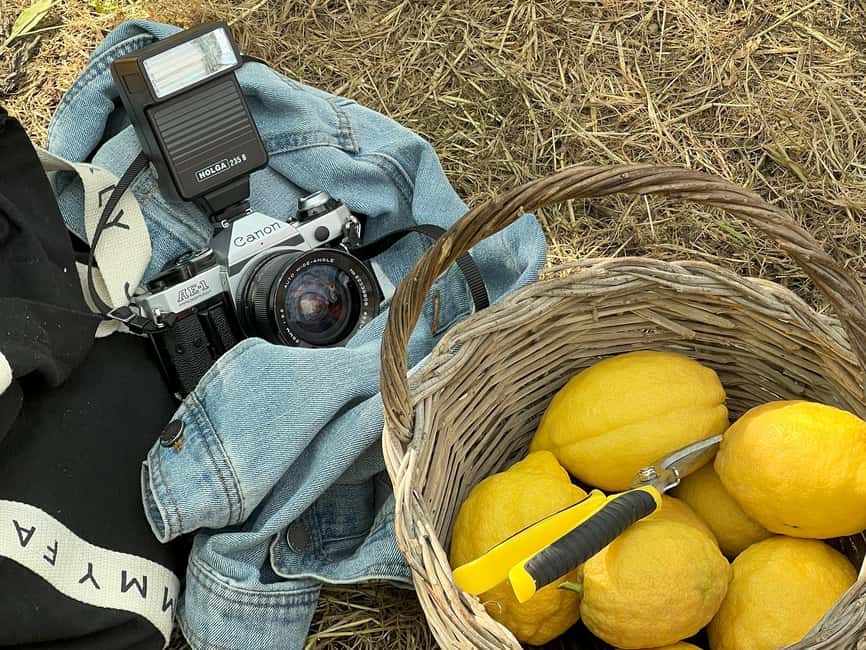 Sorrento: Lemon Picking & Tasting Tour - Lemon picking in Sorrento: what makes it feel real