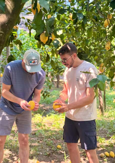 Sorrento: Lemon Picking & Tasting Tour - The walk among the lemon trees (and why it’s more than sightseeing)