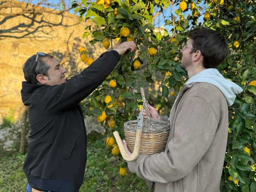Sorrento: Lemon Picking & Tasting Tour - Limoncello toast: the final sip with real orchard credibility