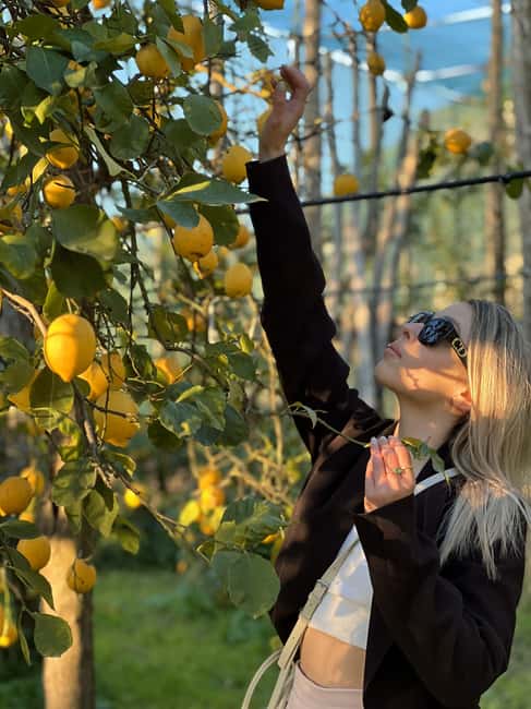 Sorrento: Lemon Picking & Tasting Tour - Weather, mosquitoes, and Minù the dog: farm reality, handled