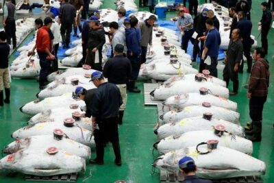 Toyosu Market Morning Tuna Auction and Tsukiji Food Tour with Licensed Guide - Toyosu Market walk: what you’re actually learning