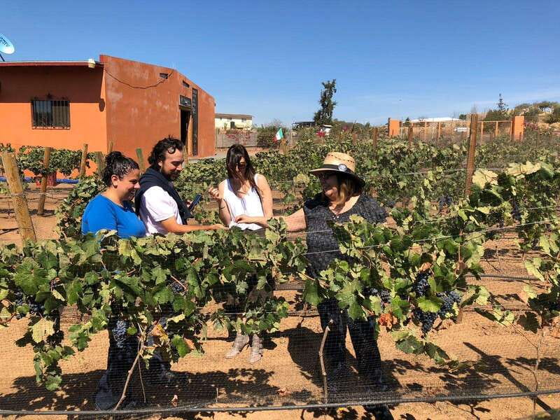 Valle de Guadalupe Wine Tasting Tour - Who this Valle de Guadalupe wine tour suits best