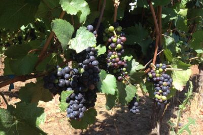 Willamette Valley Wine Tasting Tour from Portland - The three winery stops: tours, viticulture talk, and real tasting time