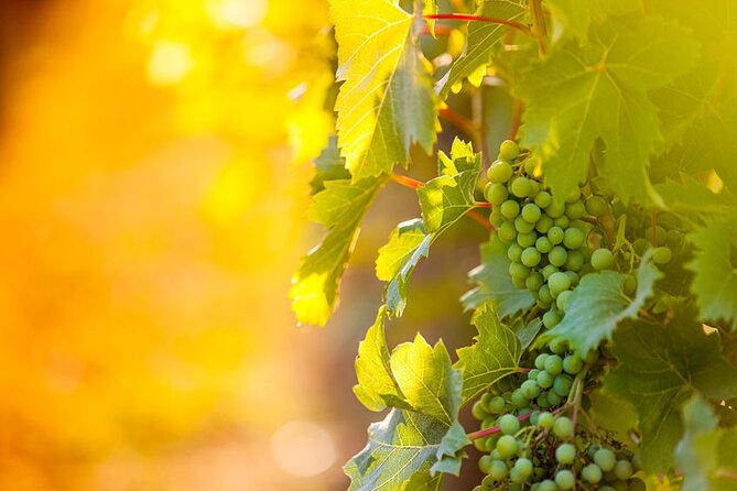 Wine, Cheese, Chocolate 6 Hour Tasting Tour with Lunch - Niagara on the Lake is perfect for a half-day tasting run