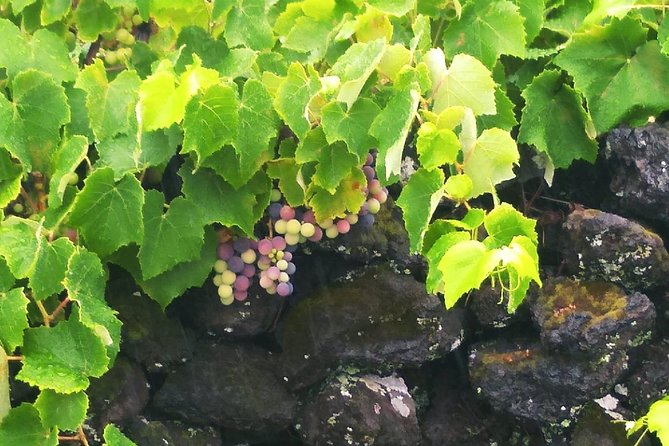 Wine & Food Tour - Adega de Santana: Distillery and Local Liqueurs