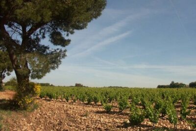 Wine Tasting Tour at Châteauneuf du Pape - Price and what you actually get for $113.84