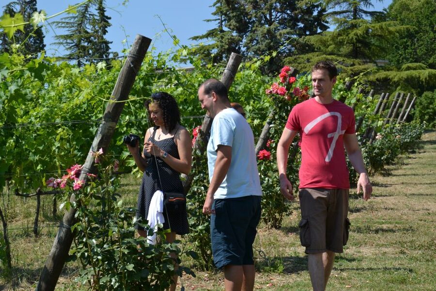 Wine tasting tour with olive oil and salami - Key things to know before you go