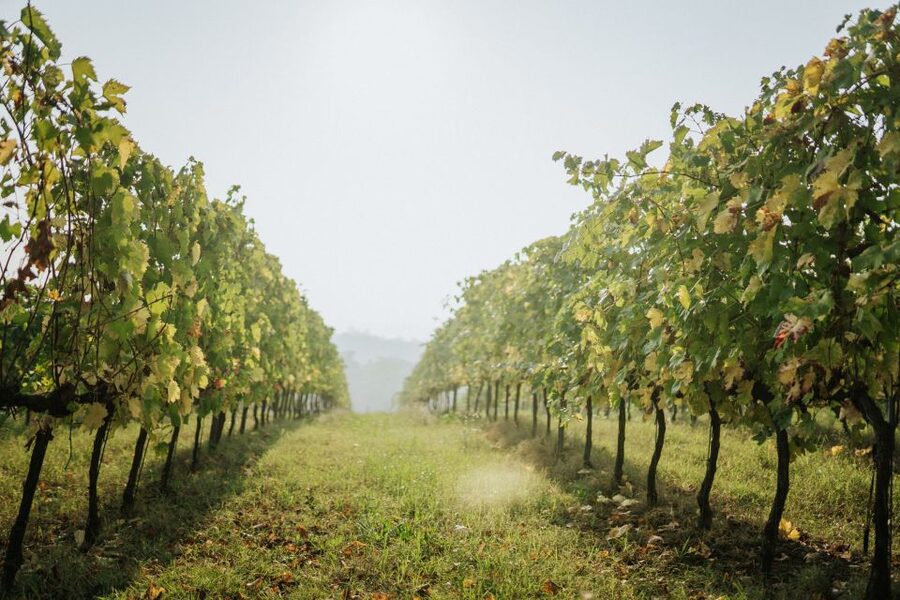 Wine tasting tour with olive oil and salami - The tasting: 4 wine moments, guided and paired with food