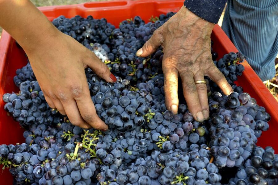 Wine tasting tour with olive oil and salami - Price and logistics: why $41 can feel fair